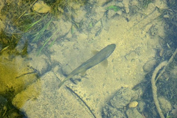 Ouverture de la pêche