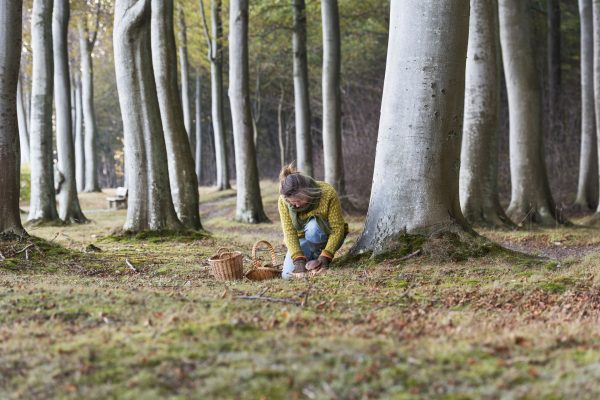 L’automne, la belle saison des champignons