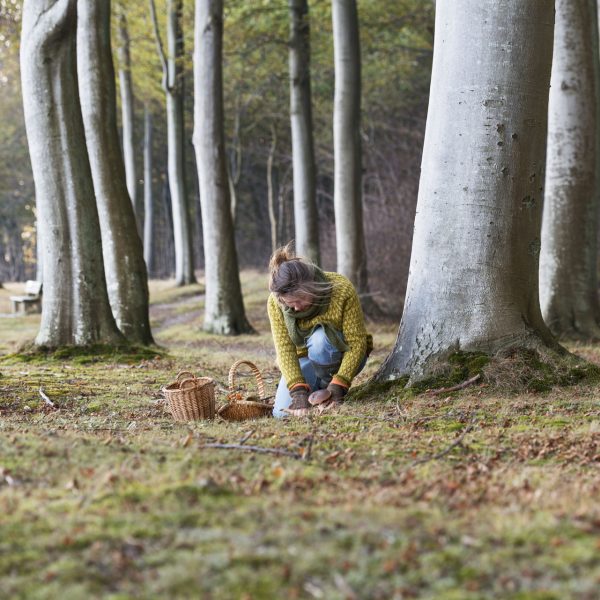L’automne, la belle saison des champignons