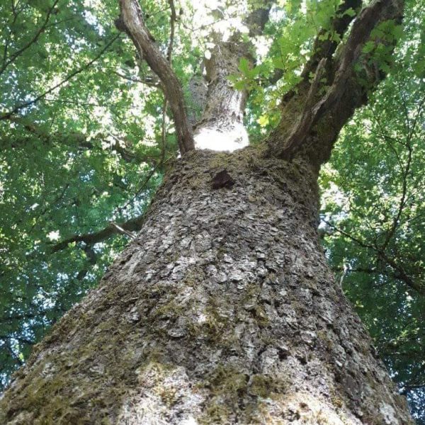 Immersion nature adultes sur 3 jours