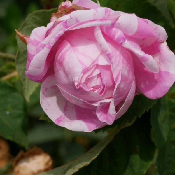 Balade botanique dessinée