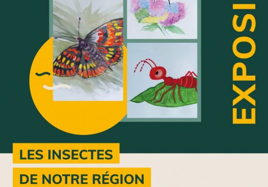 Les insectes de notre région