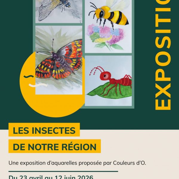 Les insectes de notre région