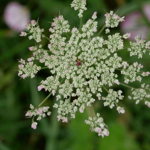 Ecrire les sens au jardin : le goût