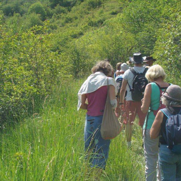 Sortie Botanique ENS Vuillafans-châteauvieux les fossés