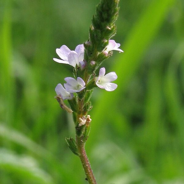 Les fleurs de Bach autour de nous