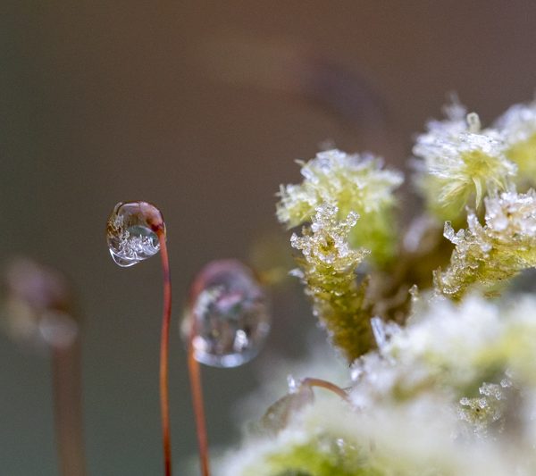 Écrire les sens au jardin : sixième sens