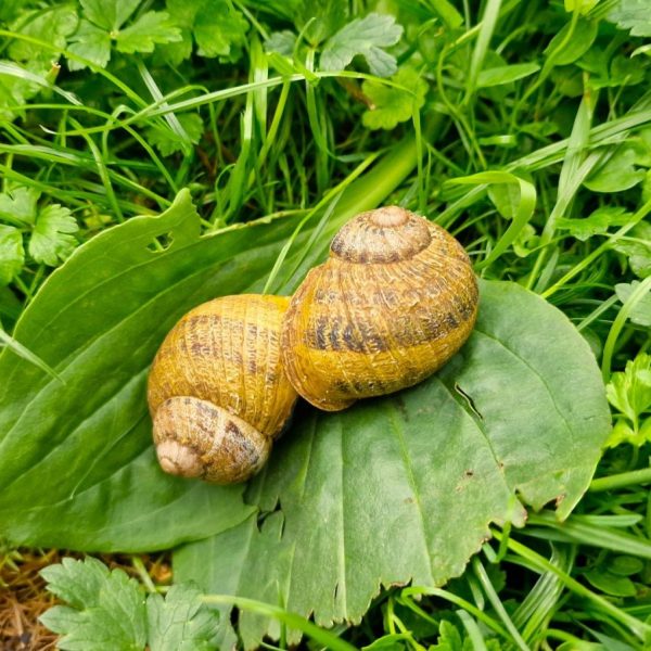 À la rencontre de Marjorie : immersion chez une éleveuse d&rsquo;escargots