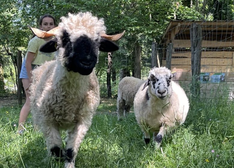 LamaLoisirMamirolle00001