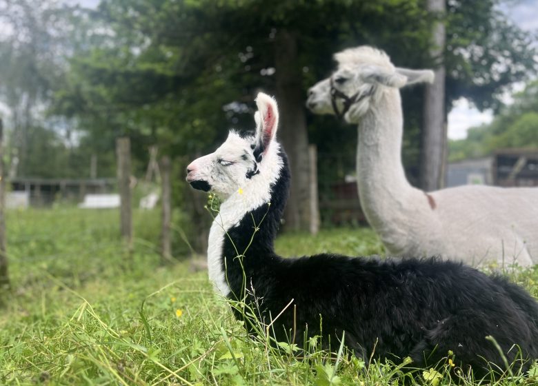 LamaLoisirMamirolle00007