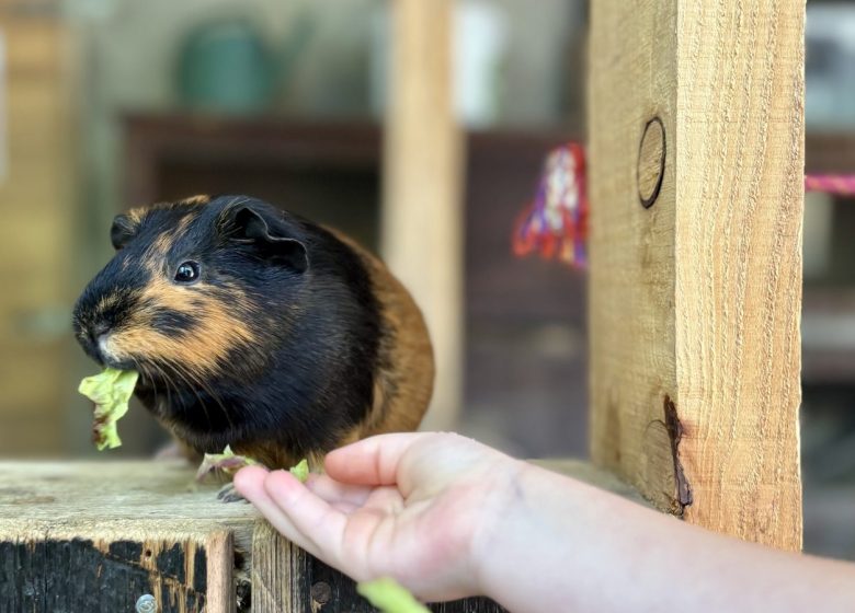 LamaLoisirMamirolle00008