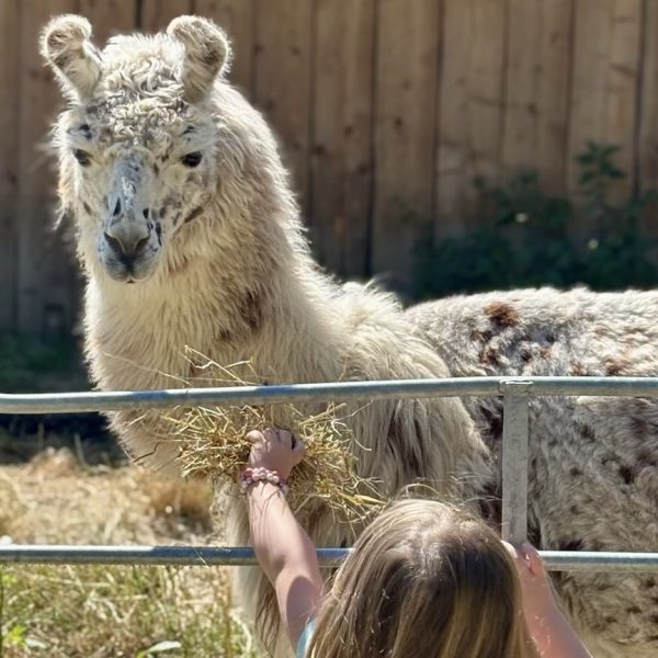 Lama Loisir Mamirolle