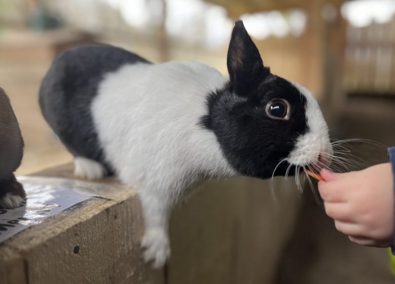 LamaLoisirMamirolle00016