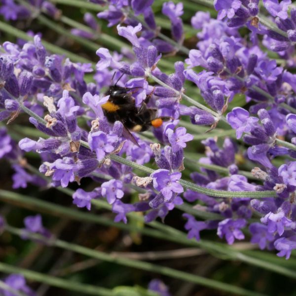 Écrire les sens au jardin : le toucher
