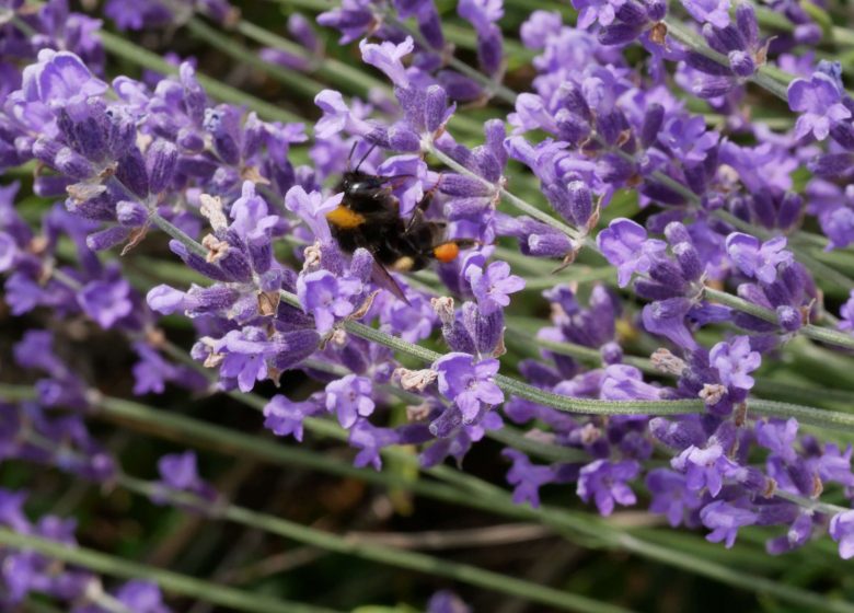 Lavande étroite