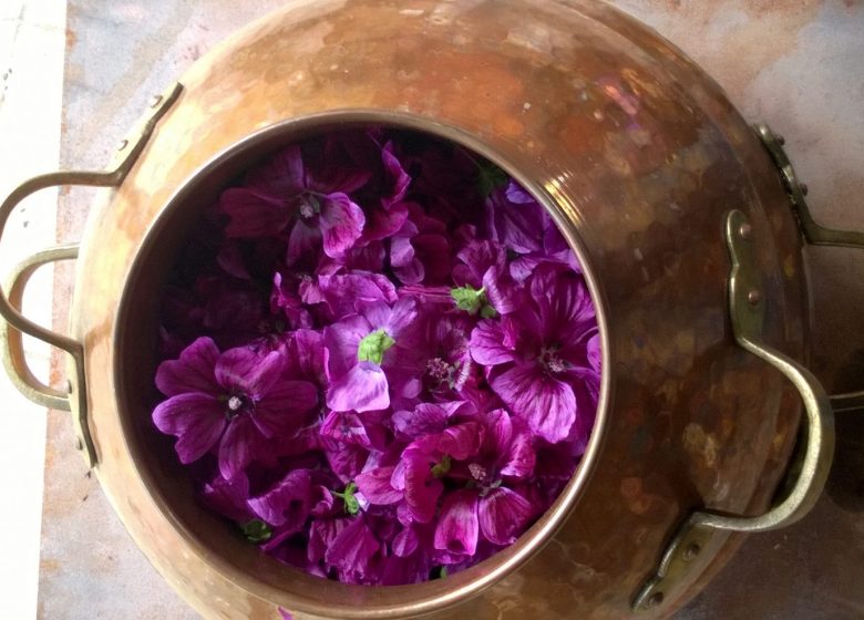 Mauves dans l’alambic