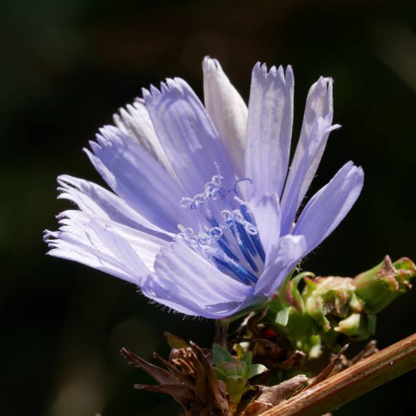Randonnée botanique