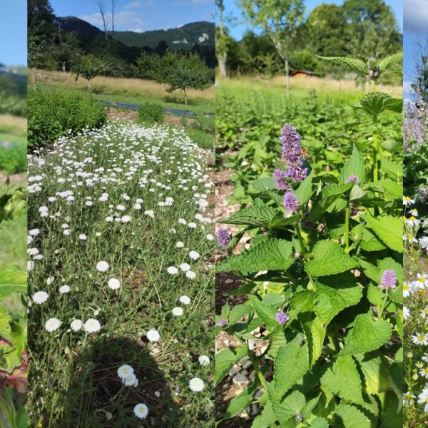 A la rencontre de David : Les trésors spiritueux de la Vallée de la Loue