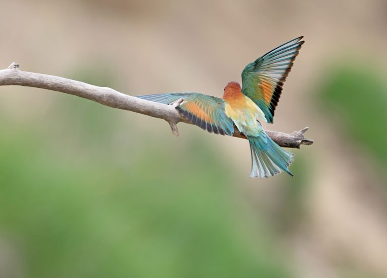 Projection animalière