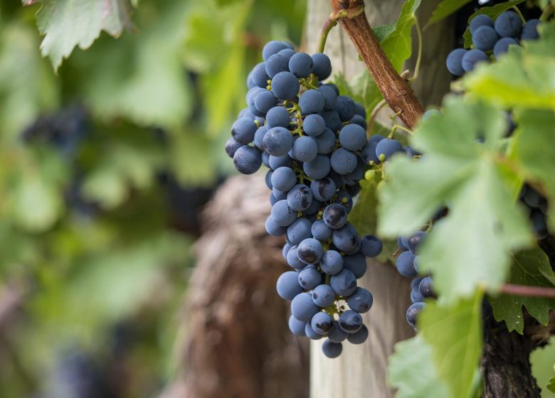 grapes-7157943_1920
