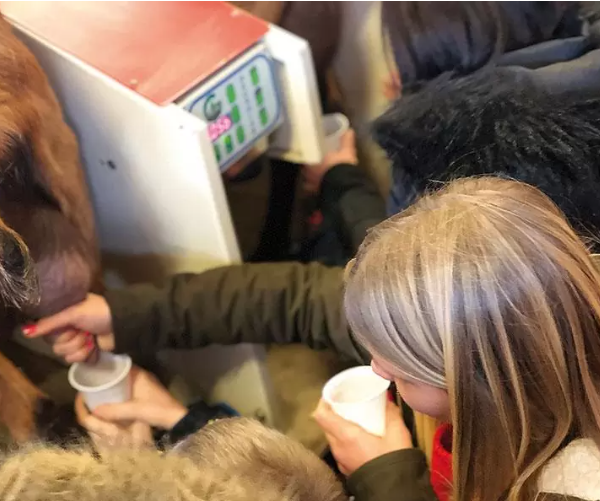 A la découverte de la traite des chèvres